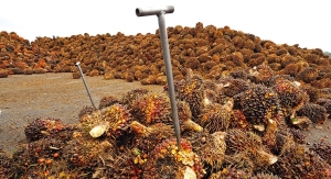 Trouble Ahead for Sustainable Palm Oil?