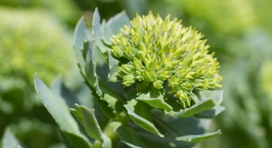 ConsumerLab.com Reviews Evidence and Tests Quality of Rhodiola Supplements