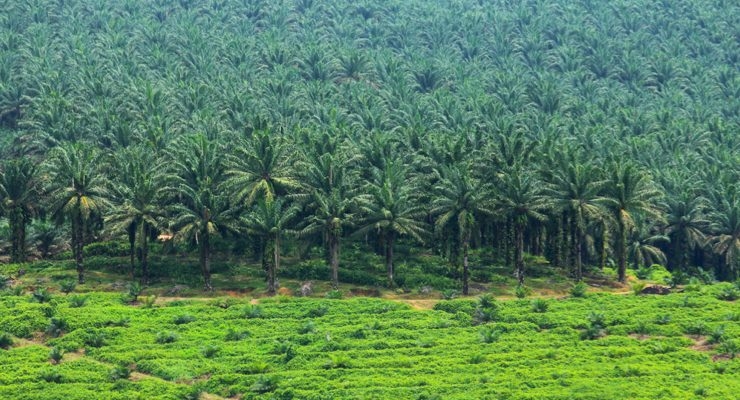 Tropical Deforestation and Palm Oil