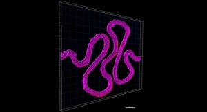 Tubular 3D Printed Renal Architecture Recapitulates Functions of the Kidney