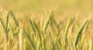 Rye Seeds Fuel Silab’s Latest Ingredient