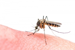 CDC Seeks Input on Mosquito Control