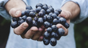 Grape Seed Extract Could Extend Life of Resin Fillings