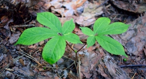American Herbal Products Association President Discusses Future of Ginseng Conservation