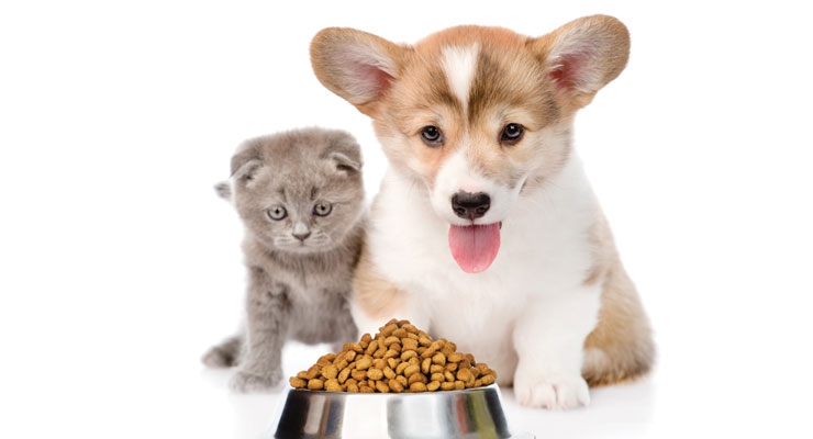 Top Quality Nutrition for Family Pets