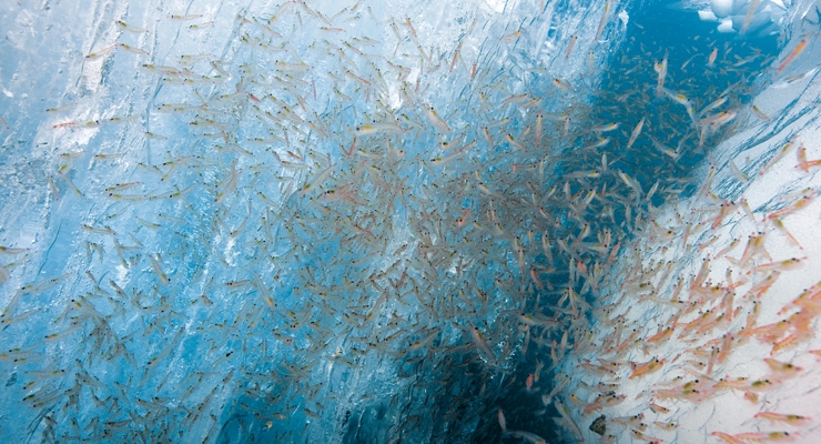 Vast Majority of Krill Fishing Companies Back Call to Protect Antarctic Ocean 
