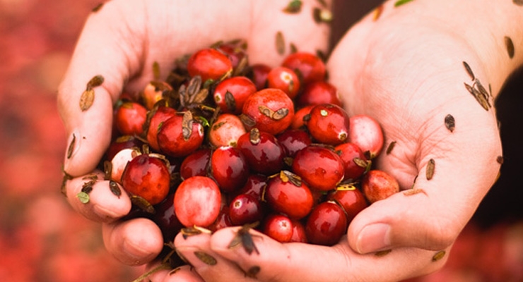 Cranberry Study Calls for More Accurate Cranberry Authentication Testing Methods