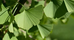 New Technique Aims to Eliminate Adulteration Of Ginkgo Biloba Leaf Extracts