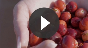 Fruit d’Or - Our Farm to Table Story