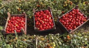 Lycored’s Tomato Extract Achieves Non-GMO Project Verification