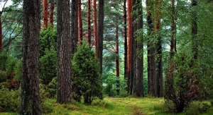 BillerudKorsnäs Scores an ‘A’ for Protecting Forests