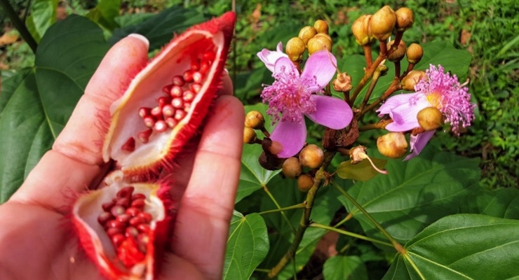 IFF’s Frutarom Division Obtains Organic Certification for Natural Annatto Color