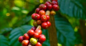 Applied Food Sciences Obtains GRAS Status for PurCaf™ a Naturally Derived Source of Caffeine