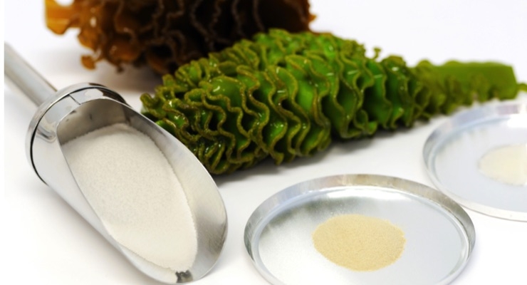 Seaweed Extract’s Anti-Cancer Pathways Revealed through In Vitro Study