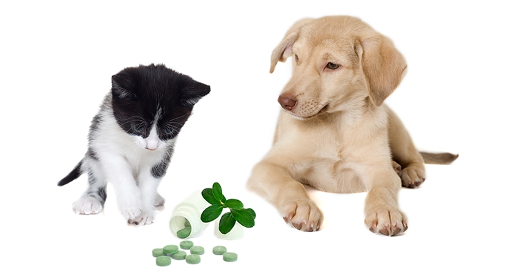Pet Supplements: A Regulatory Briefing