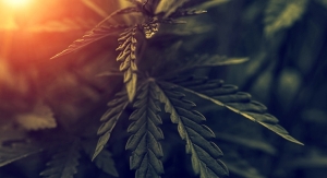 Sibelius Natural Products Forms Company to Investigate Cannabis Plant