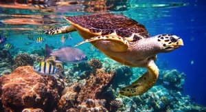 Raw Elements Helps Found 1st World Reef Day