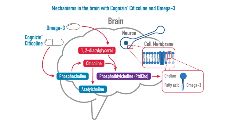 Cognizin Citicoline and Omega-3 DHA Support Brain Function