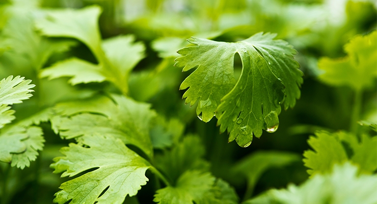 Study Explains Molecular Mechanism for Therapeutic Effects of Cilantro