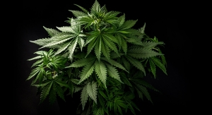 HerbalGram Article Proposes Regulatory Framework for U.S. Cannabis Industry