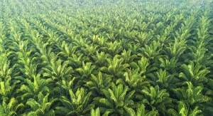 Partners Team Up to Track and Verify Sustainable Palm Oil