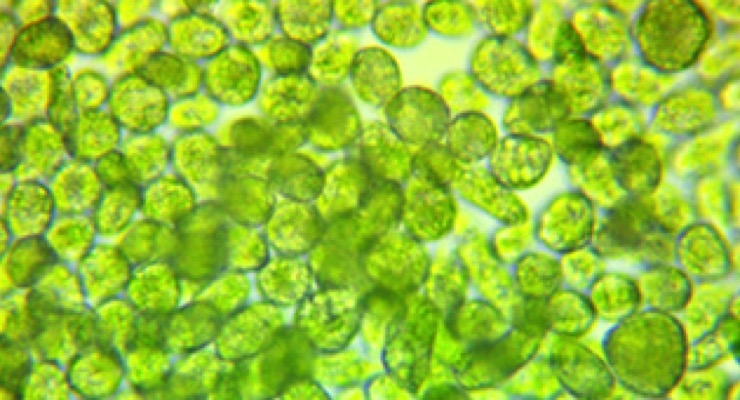 Algatech Licenses Technology to Create Microalgae-Derived Products 