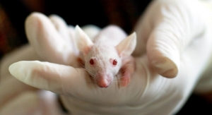 Illinois Bans Animal-Tested Cosmetics