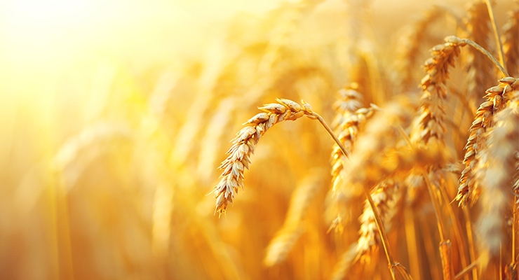 Partnership to Yield High-Fiber Wheat 