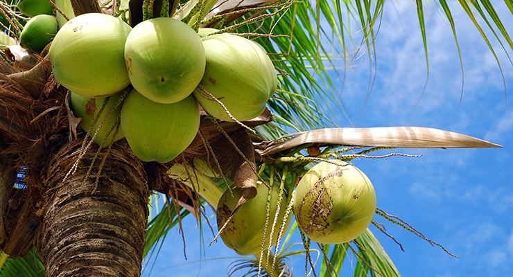 Coalition Advocates for Declassification of Coconut as a ‘Tree Nut’ Allergen