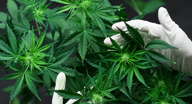NIH Studies to Assess Cannabis Phytochemicals for Pain Management 