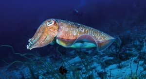Oral Care Composition Has Cuttlefish Bonepowder