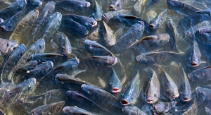 House Wellness Foods’ Lactobacillus Shown to Improve Health of Farmed Fish Stock