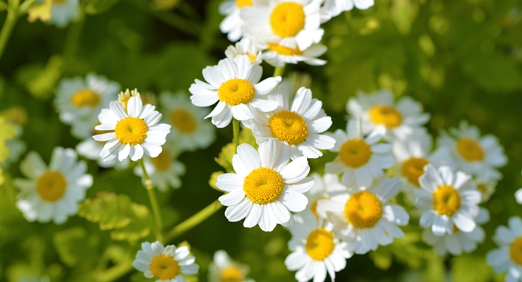 Jiaherb Helps Validate Test Method For USP Monograph Of Feverfew Extract |  Nutraceuticals World