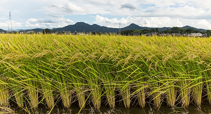 Warmer Temperatures Could Lead to Concerning Levels of Arsenic in Rice