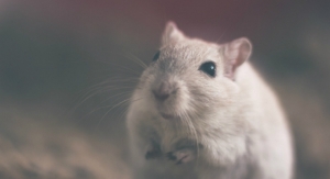 Animal-Tested Cosmetics Banned