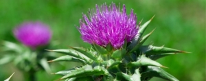 Milk Thistle and Lung Cancer