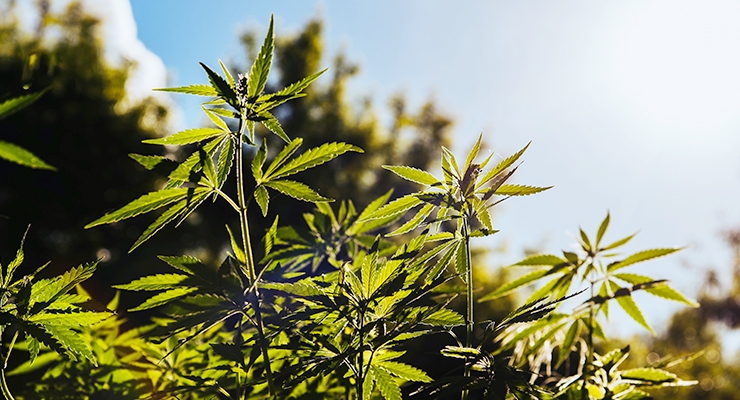 AHPA Sees ‘Significant Room for Improvement’ in USDA’s Hemp Production Program
