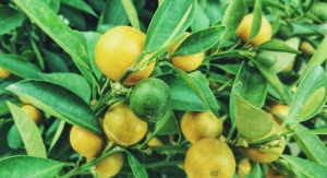 Flavonoid Extract Gains Steam with Science & Patent Success