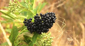 INS Farms and NutriScience Launch Novel Elderberry Product 