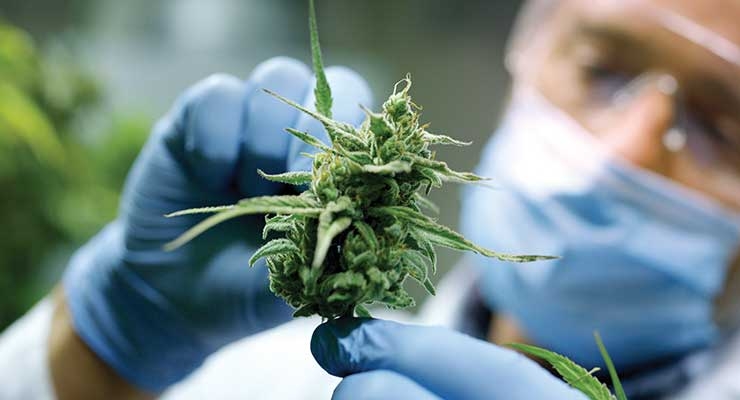 Five Cutting-Edge Cannabinoid Production Methods To Watch - Nutraceuticals  World