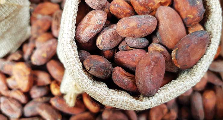 Cocoa Flavanols: Manufacturing Process & Supply Chain Make or Break Benefits