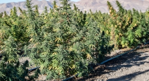 Despite Optimism from Other Trade Groups, NPA Rejects New CBD Proposals