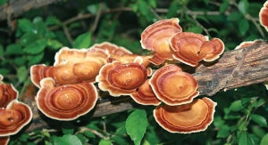 Mushrooms: Immune Support Workhorses