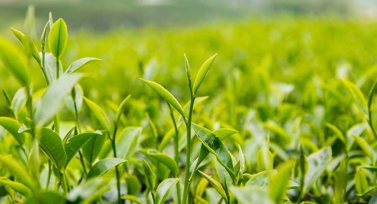 Layn Acquires Green Tea Extract Company Wagott 