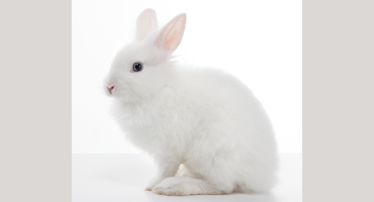PETA, Dove, The Body Shop, & More Partner to Protect Animals in the EU from Testing