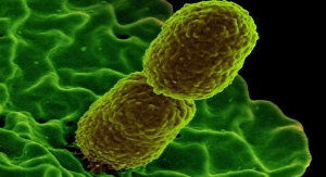 NIH Study Identifies Antibacterial Properties in Taurine 