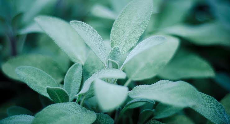 New Study on Sage Extract Formula Suggests Memory Enhancement 