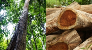 Praan Naturals Unveils Rosewood Essential Oil