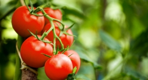 Pilot Study Suggests Tomato Powder has Superior Exercise Recovery Benefits to Lycopene 