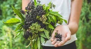 INS Farms Debuts Green Elderberry Whole Fruit Organic Elderberry Powder 